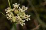 Southern milkweed